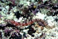 Orangethroat pikeblenny (Chaenopsis alepidota)