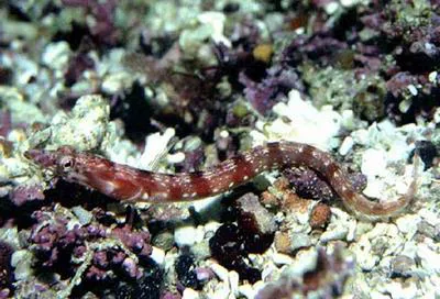 Orangethroat pikeblenny (Chaenopsis alepidota)