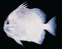 Orbfish (Ephippus orbis)