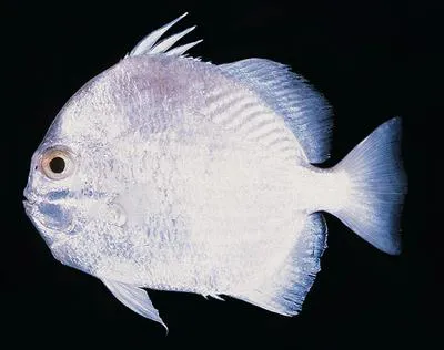 Orbfish (Ephippus orbis)