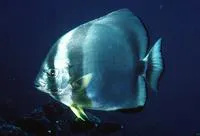 Orbicular batfish (Platax orbicularis)