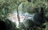Orbiculate cardinalfish (Sphaeramia orbicularis)