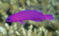Orchid dottyback (Pseudochromis fridmani)