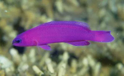 Orchid dottyback (Pseudochromis fridmani)