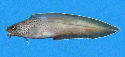 Ordway's brotula (Brotula ordwayi)