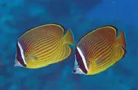 Oriental butterflyfish (Chaetodon auripes)