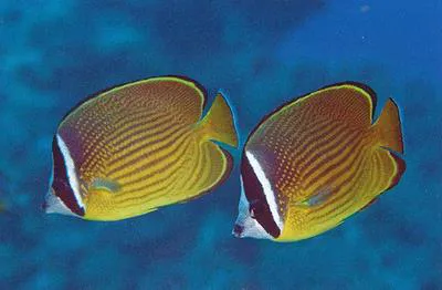 Oriental butterflyfish (Chaetodon auripes)