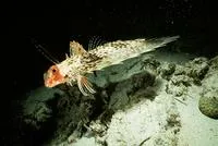 Oriental flying gurnard (Dactyloptena orientalis)