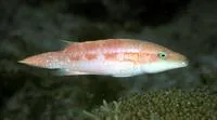 Oriental maori wrasse (Oxycheilinus orientalis)