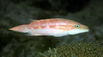 Oriental maori wrasse (Oxycheilinus orientalis)