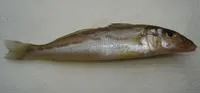 Oriental sillago (Sillago aeolus)