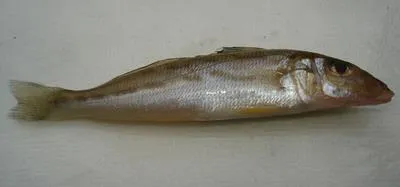 Oriental sillago (Sillago aeolus)