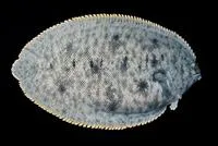 Oriental sole (Brachirus orientalis)