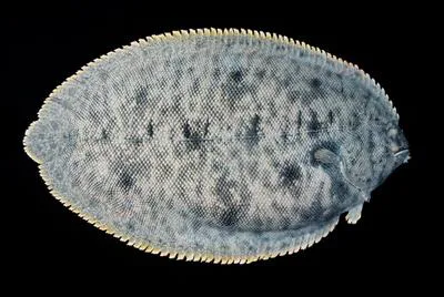 Oriental sole (Brachirus orientalis)