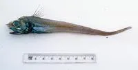 Origin whiptail (Hymenocephalus nascens)