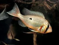 Orinoco eartheater (Biotodoma wavrini)