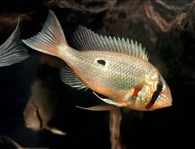 Orinoco eartheater (Biotodoma wavrini)