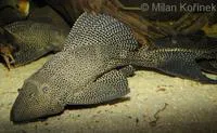 Orinoco sailfin catfish (Pterygoplichthys multiradiatus)
