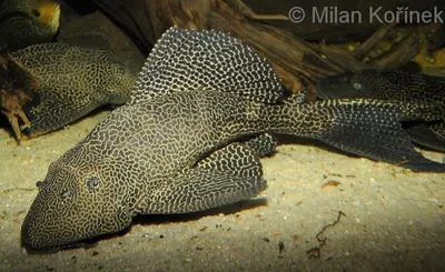 Orinoco sailfin catfish (Pterygoplichthys multiradiatus)
