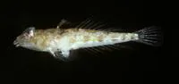 Ornamented dragonet (Callionymus comptus)