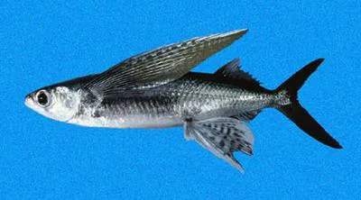 Ornamented flyingfish (Cypselurus callopterus)