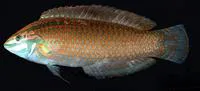 Ornamented wrasse (Halichoeres ornatissimus)