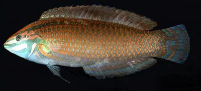 Ornamented wrasse (Halichoeres ornatissimus)