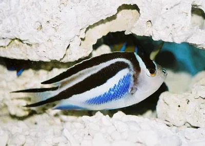 Ornate angelfish (Genicanthus bellus)
