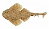 Ornate angelshark (Squatina tergocellata)