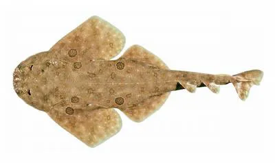 Ornate angelshark (Squatina tergocellata)