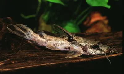 Ornate bagrid (Chrysichthys ornatus)