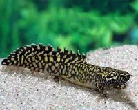 Ornate bichir (Polypterus ornatipinnis)