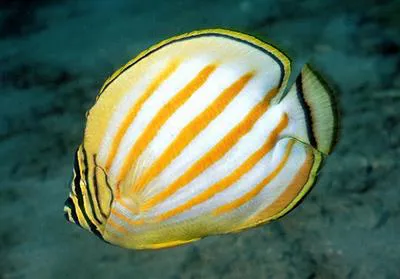Ornate butterflyfish (Chaetodon ornatissimus)