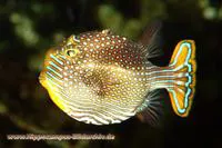 Ornate cowfish (Aracana ornata)