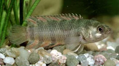 Ornate ctenopoma (Microctenopoma ansorgii)