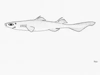 Ornate dogfish (Centroscyllium ornatum)
