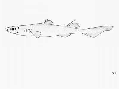Ornate dogfish (Centroscyllium ornatum)