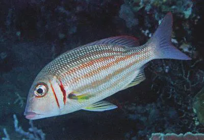 Ornate emperor (Lethrinus ornatus)