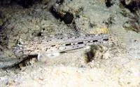Ornate goby (Istigobius ornatus)