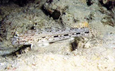 Ornate goby (Istigobius ornatus)