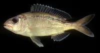 Ornate jobfish (Pristipomoides argyrogrammicus)