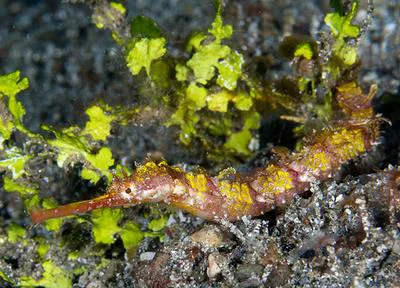 Ornate pipefish (Halicampus macrorhynchus)