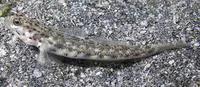 Ornate prawn-goby (Vanderhorstia ornatissima)