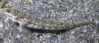 Ornate prawn-goby (Vanderhorstia ornatissima)