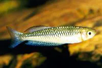 Ornate rainbowfish (Rhadinocentrus ornatus)