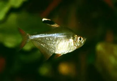 Ornate tetra (Hyphessobrycon bentosi)