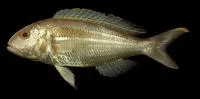 Ornate threadfin bream (Nemipterus hexodon)