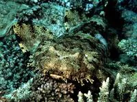 Ornate wobbegong (Orectolobus ornatus)
