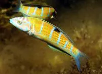 Ornate wrasse (Thalassoma pavo)