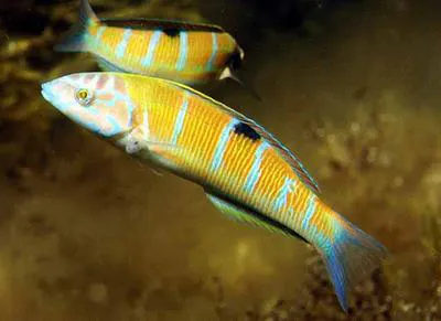 Ornate wrasse (Thalassoma pavo)